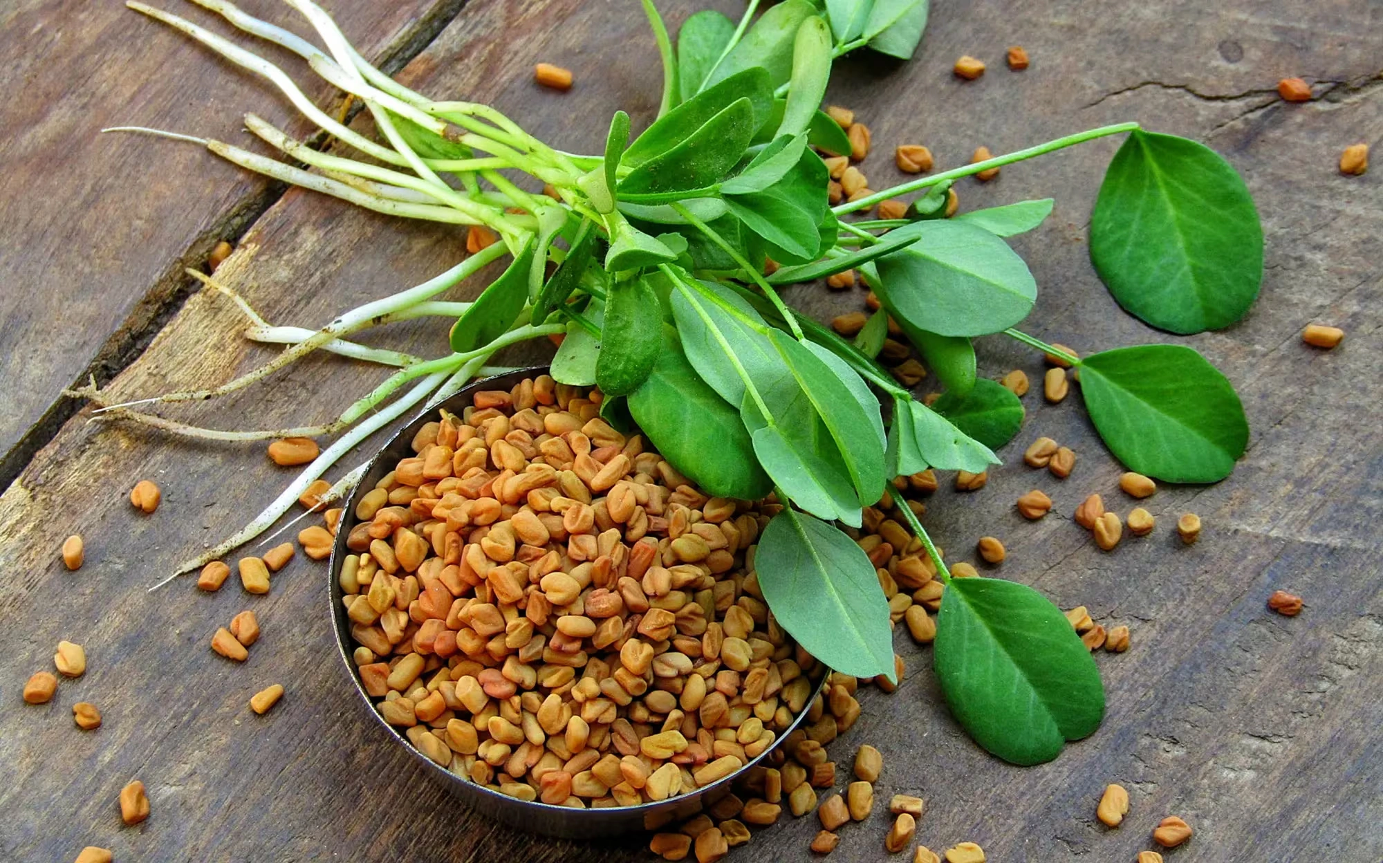 Fenugreek